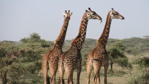 Quels sont les atouts de la Tanzanie pour un safari ?